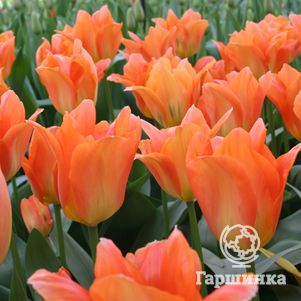 

Тюльпан Оранж Имперор Фостера 5шт,уп