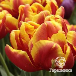 

Тюльпан Силеста махровый ранний 5шт.