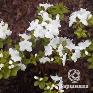 

Рододендрон Панда