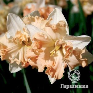 

Нарцисс Вальц 5шт.