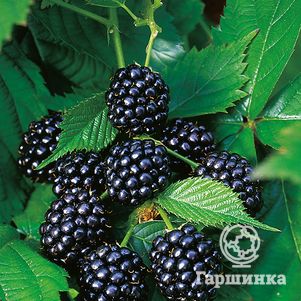 

Ежевика Дирксен Торнлес бесшипная