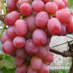 Виноград столовый Ливия