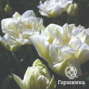 

Тюльпан Мондиаль махровый ранний 5шт