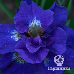Ирис сибирский Кабум