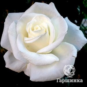 Роза Элоджиан чайно-гибридная, цвет 13 см