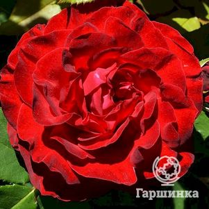 Роза Дам де Кью на штамбе 110 см - фото 1