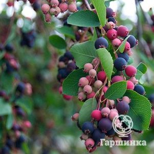 

Ирга Хонивуд ольхолистная