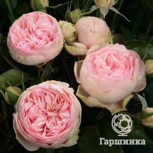 Роза Чарминг Пиано чайно-гибридная, Тантау, цвет 10 см - фото 1