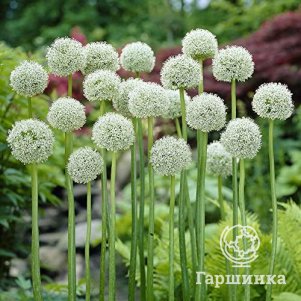 

Лук декоративный Пинг Понг 10 шт.