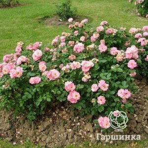 

Роза Бель Симфони миниатюрная, Топалович