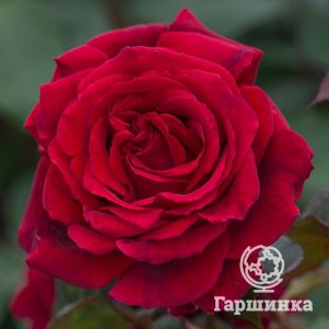 Роза Парпл Фрагранс чайно-гибридная