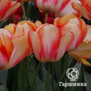 

Тюльпан Бьюти оф Спринг 5шт