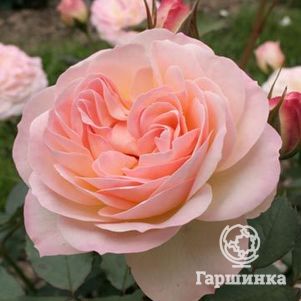 Роза Фондант флорибунда - фото 1