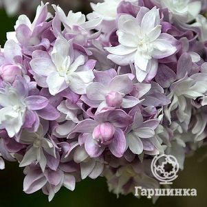 Сирень Тарас Бульба