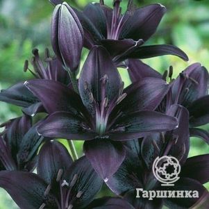 

Лилия Блэклист азиатская