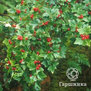 

Смородина альпийская Шмидт
