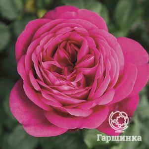 Роза Иоганн Вольфганг фон Гетте  чайно-гибридная, Тантау, цвет 15 см - фото 1