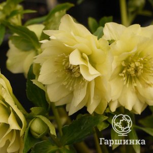 

Морозник Голден Дискавери