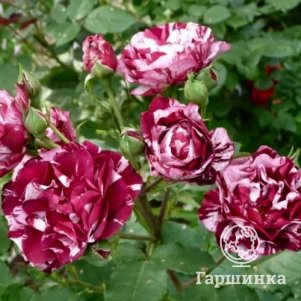 

Роза Хулио Иглесиас чайно-гибридная, Imperial Rose