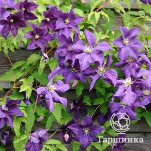 

Клематис Аотеароа крупноцветковый (3)