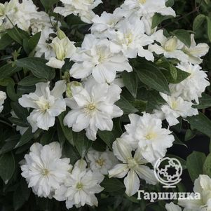 Клематис Вайт Арабелла цельнолистный (3)