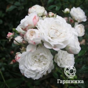 Роза Кристалл Фейри, Тантау, цвет 5 см