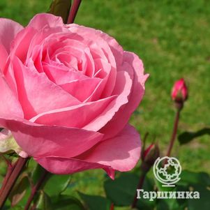 Роза Квин Элизабет чайно-гибридная, цвет 11 см