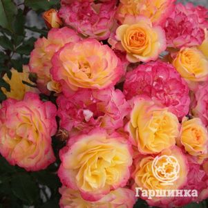 

Роза Ландлуст кустарниковая, Топалович