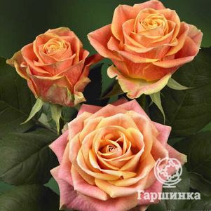 Роза Маракуйя чайно-гибридная, Топалович