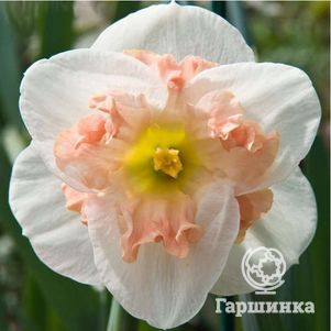 

Нарцисс Малли 5шт