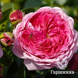 Роза Модерн Арт чайно-гибридная, Тантау, цвет 10 см - фото 1