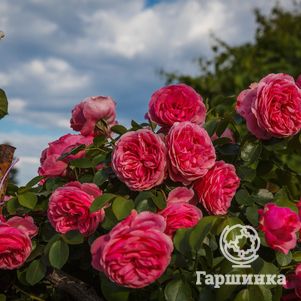 Роза Моджо кустарниковая, цвет 8 см