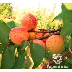 

Абрикос Монастырский