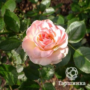 Роза Пастелла флорибунда, Тантау - фото 1