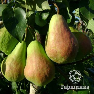 

Груша Перун