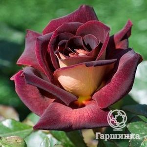 Роза Эдди Митчел чайно-гибридная, цвет 10 см