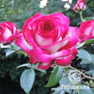 Роза Файр Леди чайно-гибридная, цвет 10 см