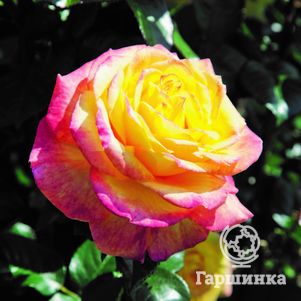 Роза Генриетта чайно-гибридная