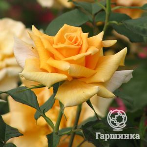 Роза Голден Лиф чайно-гибридная, цвет 10 см
