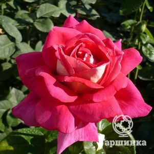 Роза Кроненбург чайно-гибридная