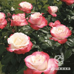 Роза Сентимент чайно-гибридная, цвет 11 см