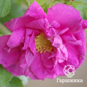 Роза Смарт Роадранер, Кордес, цвет 6 см