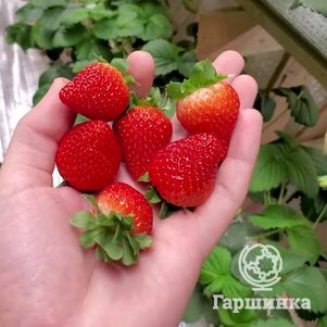 

Клубника Сопрано ремонтантная