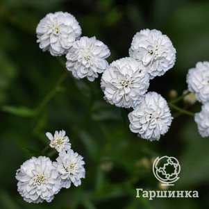 

Тысячелистник птармика