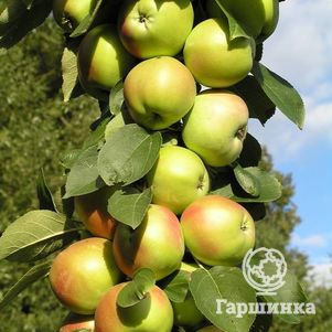 

Яблоня Янтарное ожерелье колоновидная