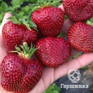 

Клубника Вивальди