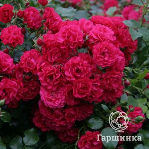 

Роза Гартенфройде, Топалович