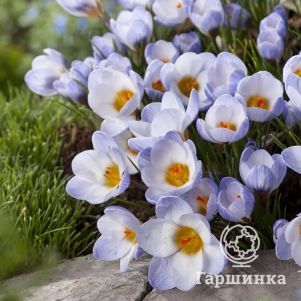 Крокус Блю Перл 15 шт