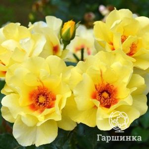Роза Айконик, Топалович, цвет 7 см