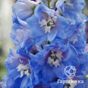 

Дельфиниум Блу Скайс (Голубое небо)